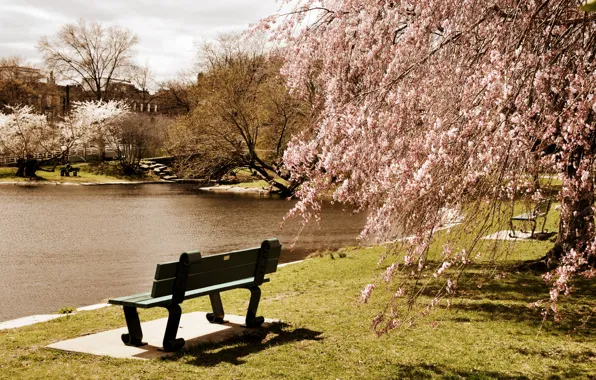 Trees, bench, pond, Park, USA, Boston, Massachusetts