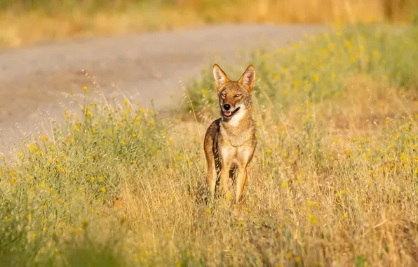 Field, grass, wolf, coyote