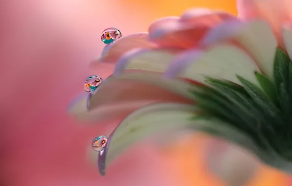 Picture flower, drops, gerbera