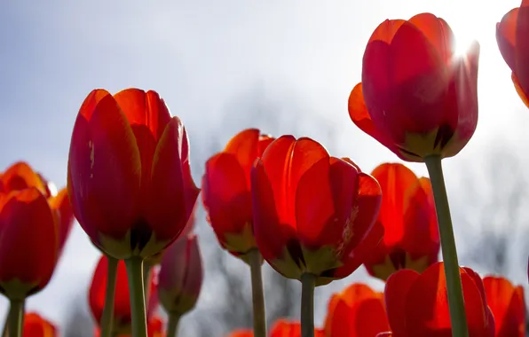 The sky, the sun, rays, light, flowers, fog, spring, morning