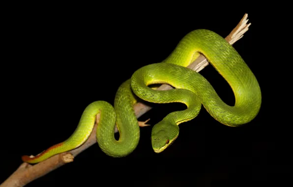 Picture branches, pose, green, snake, black background, reptile