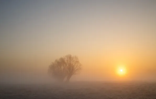 Picture field, landscape, sunset, fog, tree