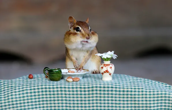 Picture the situation, Breakfast, Chipmunk, animal