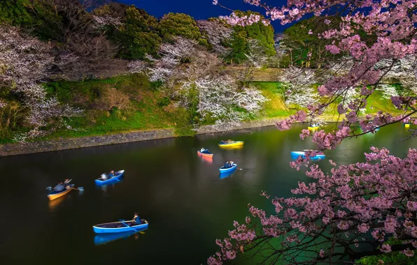 Boat, spring, Japan, Sakura