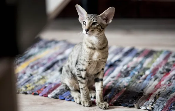Cat, cat, look, face, pose, kitty, room, Mat