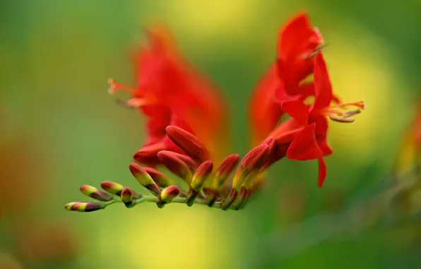 Picture CROCOSMIA, macro, exotic