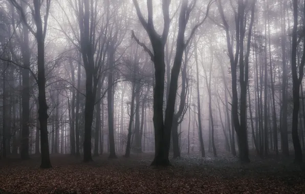 Autumn, forest, light, trees, branches, nature, fog, trunks