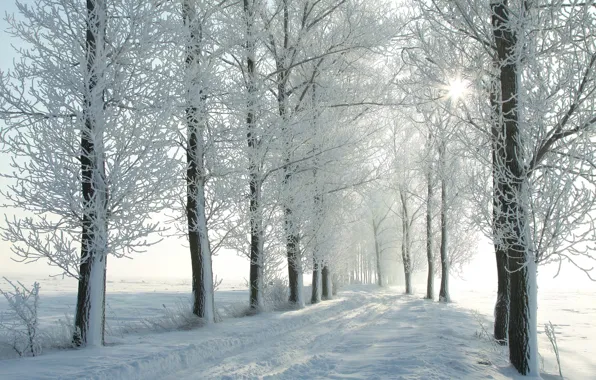 Winter, frost, road, forest, the sun, light, snow, branches