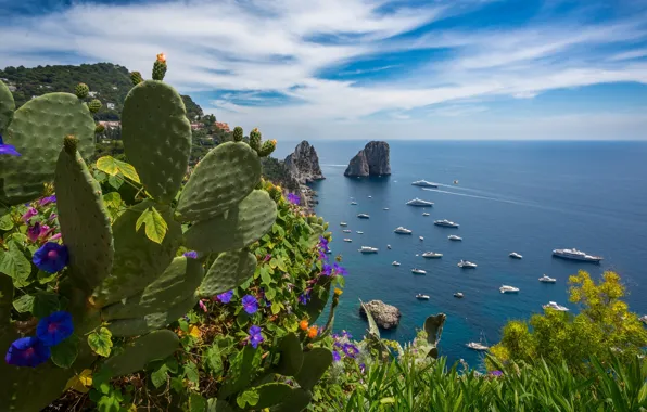 Sea, summer, flowers, yachts, cactus, Italy, Capri