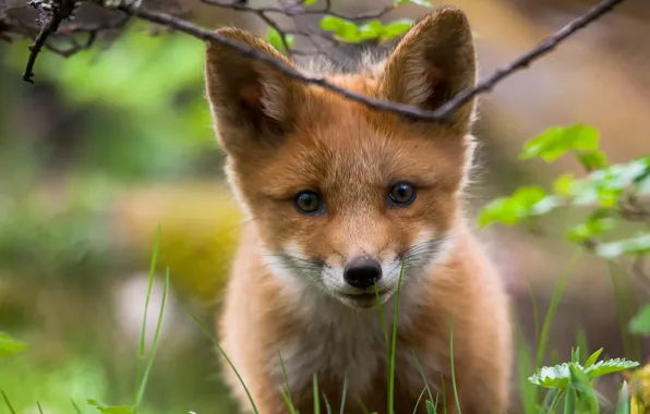 Greens, look, nature, muzzle, Fox, Fox