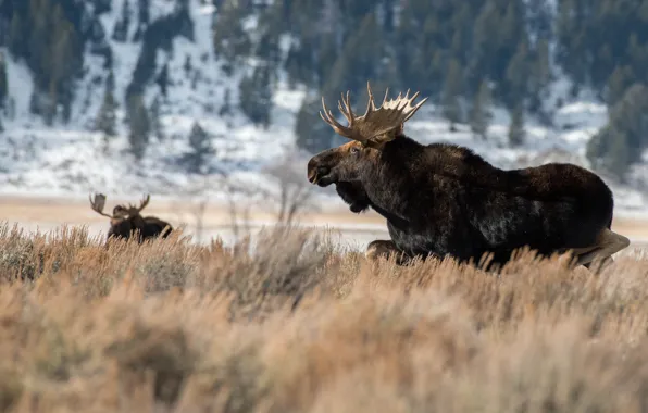 Nature, background, moose