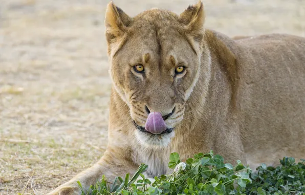 Picture language, cat, grass, clover, lioness, ©Tambako The Jaguar