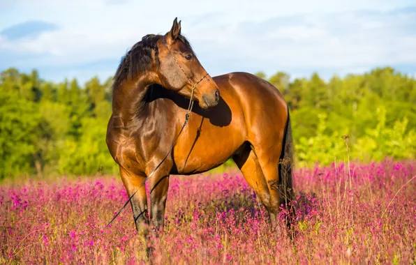Picture field, forest, summer, flowers, horse, horse, brown, Sunny