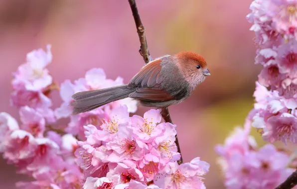 Flowers, bird, branch, spring, beak, garden, tail