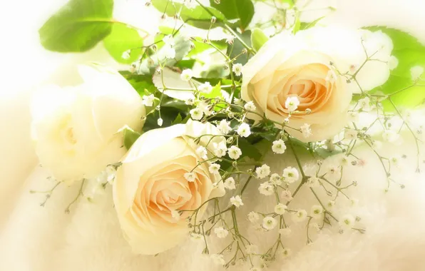 Tenderness, roses, gypsophila