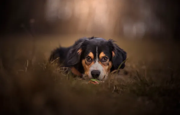 Look, face, dog, bokeh