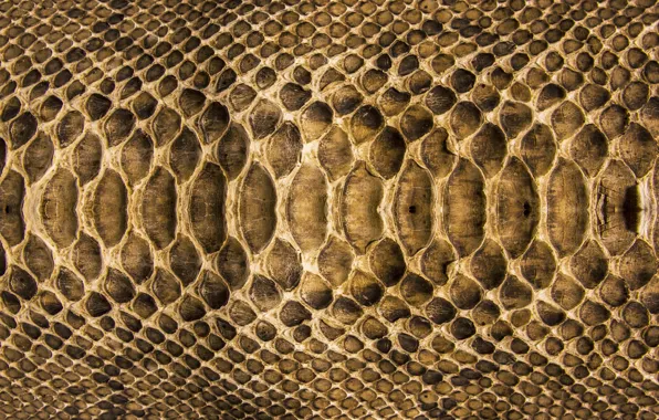 Snake, texture, scales, leather, colors