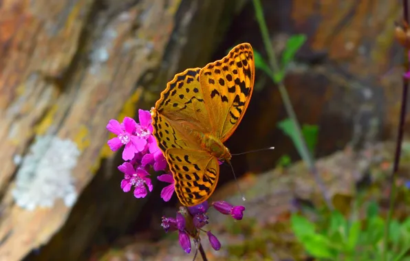 Picture Macro, Flowers, Spring, Butterfly, Flowers, Spring, Macro, Butterfly