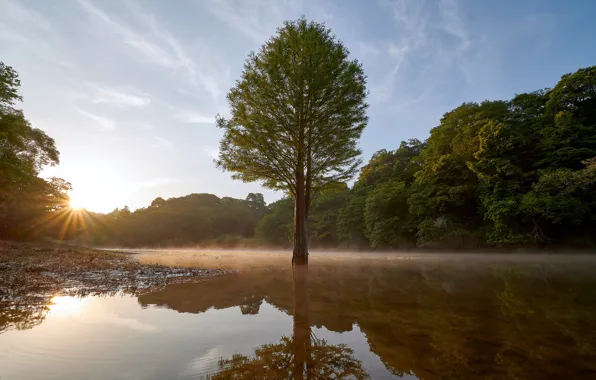 Picture light, trees, morning