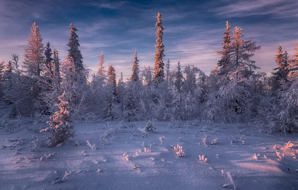 Winter, frost, forest, the sky, light, snow, trees, landscape