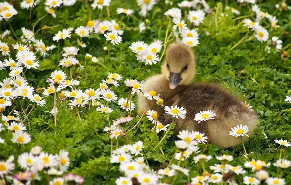 Picture chamomile, baby, chick, Gosling