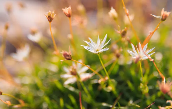 Grass, flowers, glare, blur, white