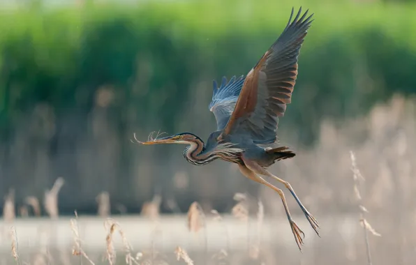 Flight, wings, great blue Heron