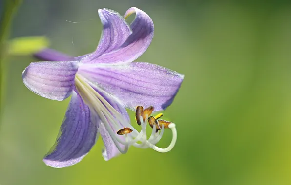 Macro, petals, stamens, host