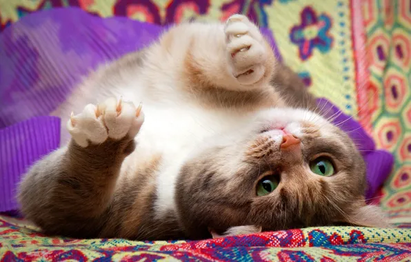 Cat, cat, look, face, pose, background, pattern, the game