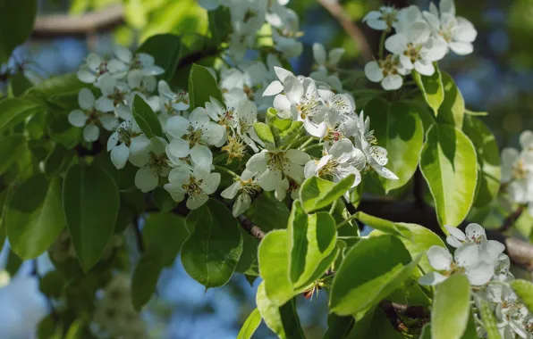 Leaves, light, flowers, branch, spring, white, Apple, flowering
