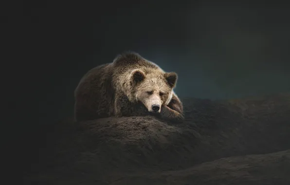 Picture face, the dark background, stay, sleep, treatment, bear, bear, sleeping