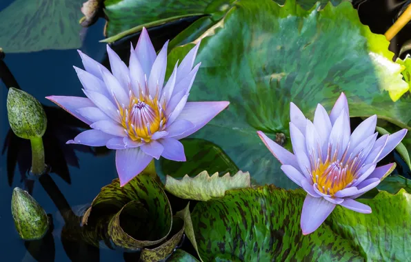 Picture water, lilac, Bud, Nymphaeum, water Lily