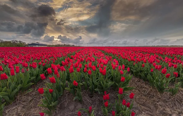 Field, the sky, clouds, flowers, clouds, overcast, spring, tulips