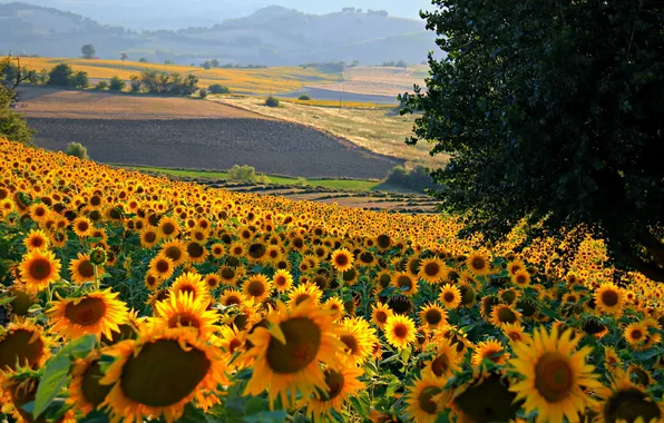 Picture field, the sky, clouds, trees, sunflowers, landscape, nature, horizon