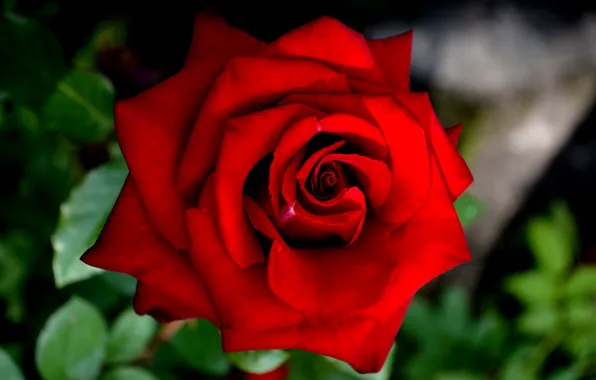 Rose, beautiful flower, a red rose