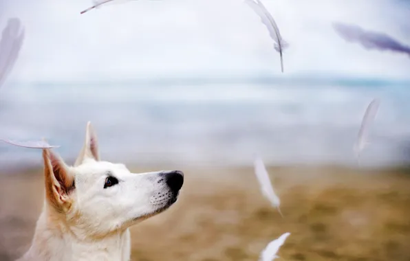 Picture each, dog, feathers