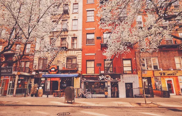 Trees, building, New York, apartments, stores, United States