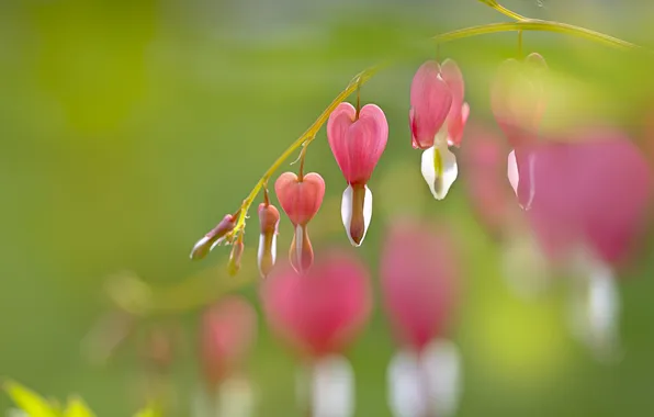 Light, flowers, pink, bokeh, broken heart, the bleeding heart