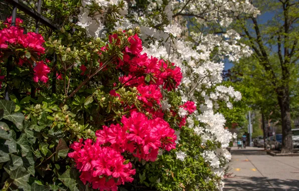 Flowers, the city, spring, pink, white, flowering, the bushes, Azalea