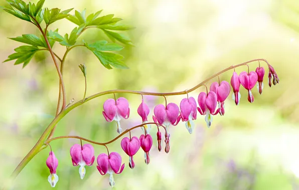Leaves, flowers, branch, hearts, pink, bokeh, broken heart, the bleeding heart
