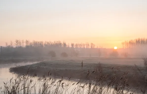 Forest, fog, dawn, shore, pond