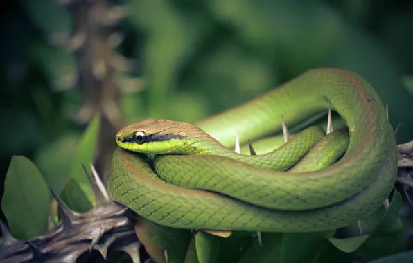 Nature, background, snake