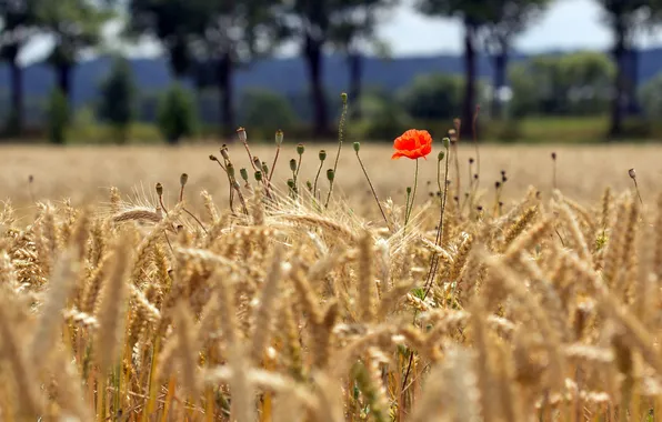 Field, flower, trees, Mac, ears