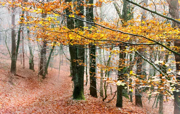 Autumn, forest, nature, fog