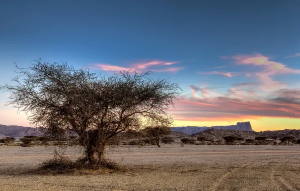 Field, trees, landscape