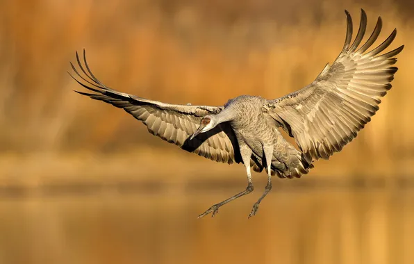 Nature, background, bird