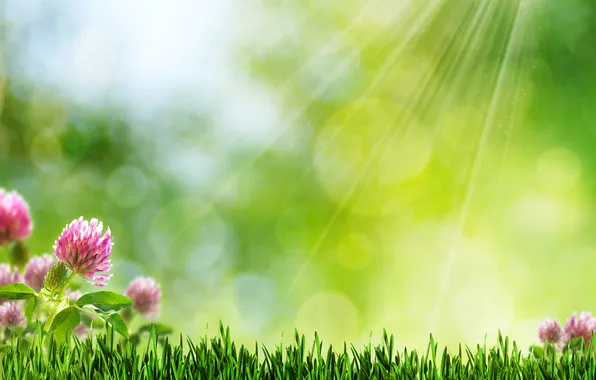 Grass, rays, clover, bokeh