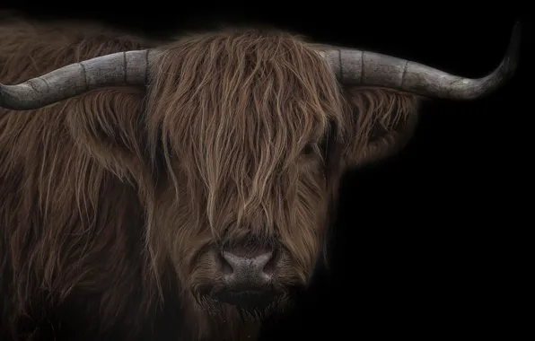 Background, cattle, bull