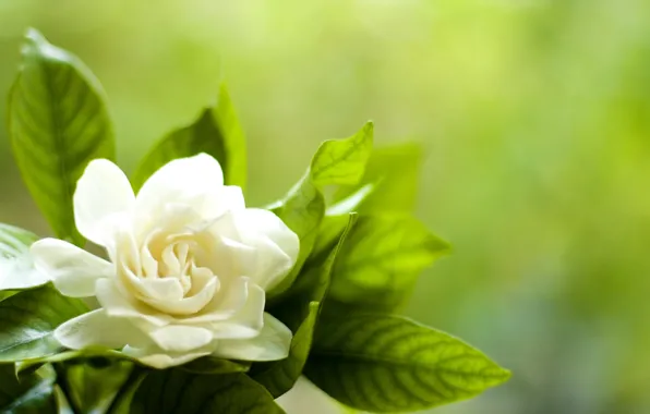 Picture white, flower, leaves, petals, Gardenia