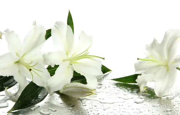 Water, flowers, droplets, buds, leaves, white lilies